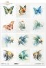motyl, akwarela, złota rybka, skalar, ryby*butterfly, watercolor, goldfish, angelfish, fish